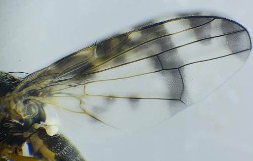 Sphenella marginata